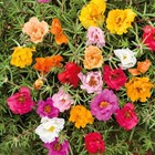 20 000  Moss Rose Seeds  portulaca Grandiflora  - Mixed Color Perennial Mix