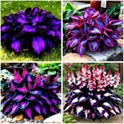 115  Mixed Hosta Seeds For Planting Outdoors giant Hostas Seeds 