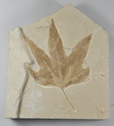 Sycamore  Macgintea Wyomingensis   Leaf Fossil  Bonanza  Utah