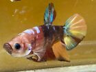 Giant Orange Multicolor Male Live Betta Fish High Quality Breeding Size  47
