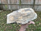 Texas Natural Petrified Wood Large Branch W  End Grain Rings Aquascape Decor