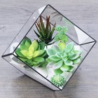 5 Pcs Assorted Artificial Succulents Plants Unpotted Small Green Cactus Echev   