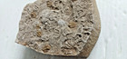 Very Many Multiple Tiny Trilobite Fossil Cluster Plate