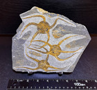 3 Brittlestar Ophiura Sp Starfish Fossil 7 5  X 6 5  Ordovician Morocco   Stand