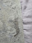 Ultra Rare Pterygotid Acutiramus Fossil With Both Claws  New York Bertie Fm