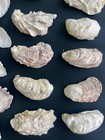 75pcs Oyster Shells 2   -3   oyster Shells Bulk For Home Decor Or Crafting 