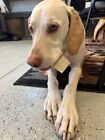 Elk Antler Dog Chews Treats  Medium  1 4 s  Bones Natural Organic Untreated 1 Pc