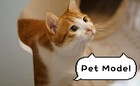 Custom Pet Birthday Portrait - Personalized Digital Art - Choice Of Styles