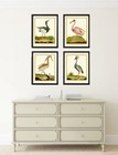Bird Wall Art Print Set Of 4 Prints Beautiful Antique Great Blue Heron Unframed