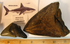 15 Fossil Shark Teeth 4 2   2 4 megalodon 2 4 sabertooth 2 otodus 2 3 white  130