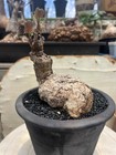 Tortoise Shell Firmiana Caudex Bonsai Plant 06 