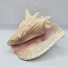 Vintage Queen Conch Shell 7  Pink Interior Florida Keys Beach Decor
