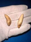 Lot Of 2 Large Fossil Bear Teeth Mammal Tooth