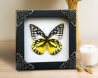 Real Butterfly Framed Handmade Wall Hanging Decor Dried Insect Entomology Lover