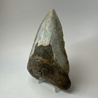 Megalodon Shark Tooth 5 10 Inch - Beautiful - Huge Fossil - Authentic 20256