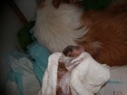 Whelping Kit For Up To 16 Puppies Puppy Express - Breeding Dogs Ai Birthing