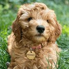 Pet Tags deeper Engraved brass Charm personalized Engraved Dog Cat Name Id Tag