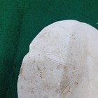 Large Arrowhead Sand Dollar--keyhole Sand Dollar-shell-craft-4 5  X 4 5 