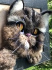 3 D Volumetric Portrait Of A Cat  Realistic   Felted Merino Wool Art  Only  One