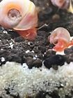 15  12 3 pink Ramshorn Snails  live Fresh Water Invertebrate Algae Cleaner