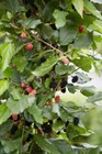 Dwarf Everbearing Mulberry Get Fruit Right Away Live Plant Free Shipping