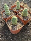 5pcs 5-8cm Succulent Cactus Plant Eulychnia Castanea Varispiralis Home Garden