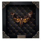Real Death s Head Hawk Moth Acherontia Lachesis In Vintage Frame Insect Art Gift