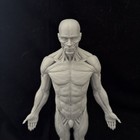  Male Anatomy Figure  11-inch Anatomical Reference For Artists
