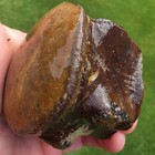Freshly Eroded Platecarpus Mosasaur Pygal Vertebrae Gorgeous Ozan Tx Fossil 