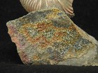 Iridescent Ammonite Fossil On Rainbow Pyrite  Volga River Saratov Russia 2 22