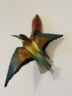 Taxidermy Bird Bee-eater merops Apiaster  Real Bird  Home Decor Souvenir Bird