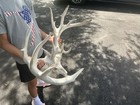 Crazy Big Whitetail Deer European Mount  Real Skull And Antlers 