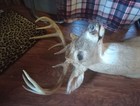 10 Point Whitetail Deer Buck Head Shoulder Mount Antlers Taxidermy