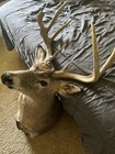 Deer Mount