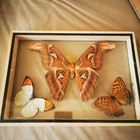 Set 2 Butterfly Real Atlas Moth m  Taxidermy Attacus Display Insect Frame 