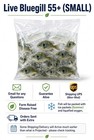 55  Live Bluegill Fish bream  Sun Fish  small  Guarantee Alive