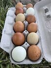 180x Egg Cartons Bulk15 Pack Blank Natural Pulp Egg Cartons Holds Up 12 Eggs