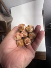 1940   s-1950   s Wheat Penny Rolls  Unsearched Estate Sale Find 