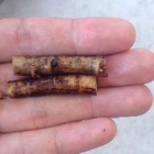 Russian Comfrey Live Root Cuttings - Bocking 14 Cultivar