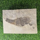 Silurian Eurypterus Eurypterid Fossil New York