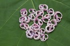 20-center Cut Cebu Beauty beach Art floral Accents beach Decor shell Craft cs-13