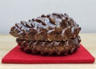Shibata Yoshihiro Mino Ware Kogo Pine Cone Incense Box 7 5cm W5 2cm H4cm
