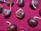 12 Chinese Chestnut Seeds  ready To Plant 