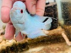 Super White Silk Big Head Size 3 5 Inches Flowerhorn Live Fish Cichlid  Pnpv 39