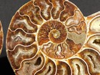 Big  Iridescent  Split And Polished Aaa Ammonite Fossil Madagascar 418gr