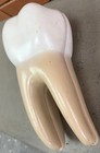 Vintage Education Resin Tooth Model Dental Human Body Bone Modern Cross-section