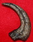 Velociraptor Dinosaur Claw  replica 2988 