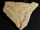 440 Million Year Old  Starfish Fossil Ordovician Period Morocco 427gr
