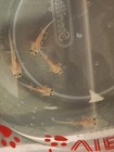 Axoltol Babies   healthy  2 5in Leusistic 