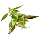 Hygrophila Salicifolia  hygro  Blue    Buy3get1free   Live Aquatic Plants